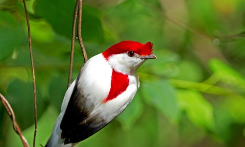 Araripe Manakinn (c) Ciro Albano