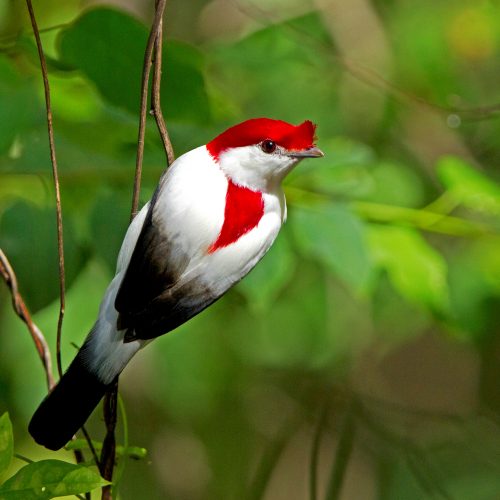 Araripe Manakinn (c) Ciro Albano