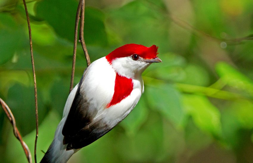 Araripe Manakinn (c) Ciro Albano