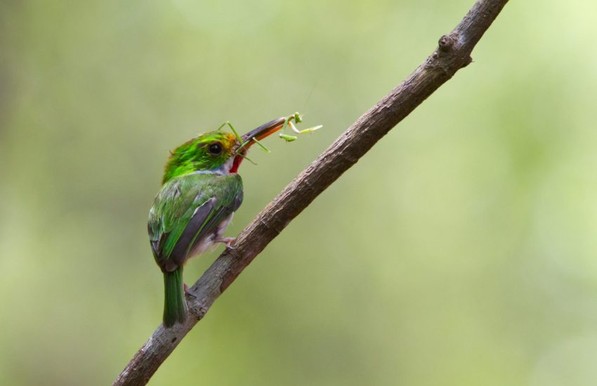 Vogel eet bidsprinkhaan