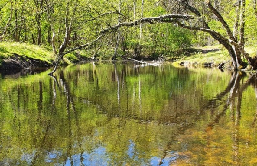Nederlandse natuur helder beekje