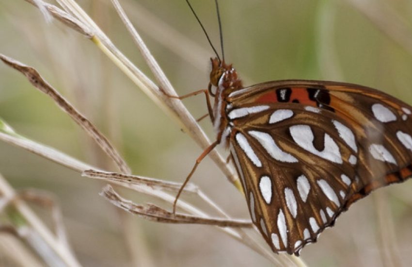 Vlinder Sint Eustasius