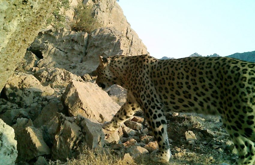 Perzische luipaard in het wild