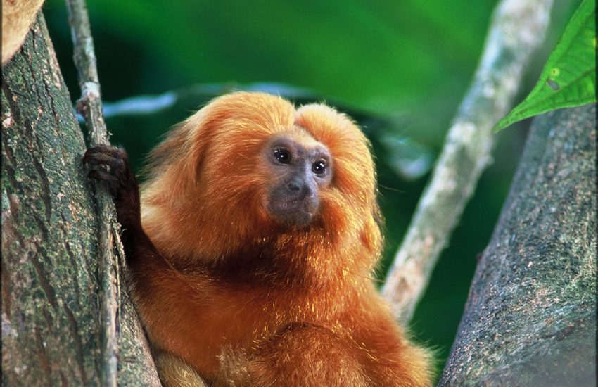Gouden leeuwaapje in een boom