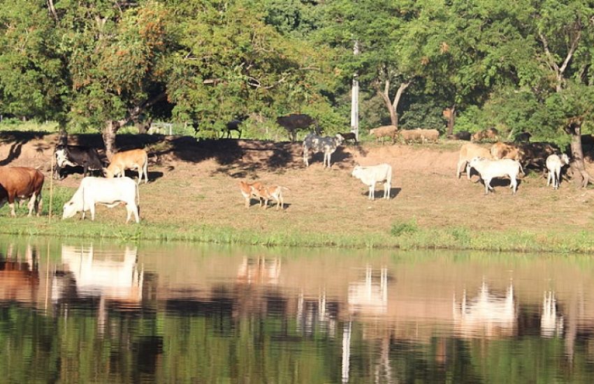 Cattle in Paraguay (c) WWF Paraguay