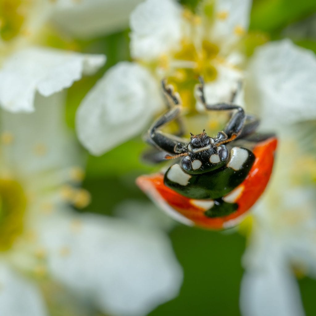 Close-up van lieveheersbeestje op witte bloemen.