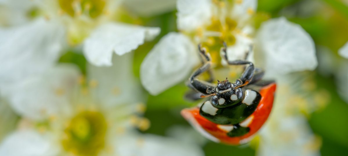 Close-up van lieveheersbeestje op witte bloemen.