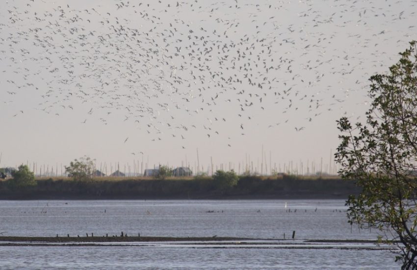 Tree and birds in water