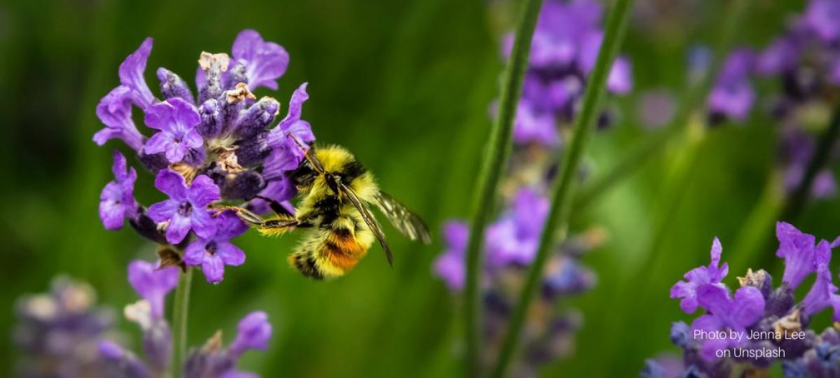 Close-up van hommel op paarse bloem. © Jenna Lee-Unsplash