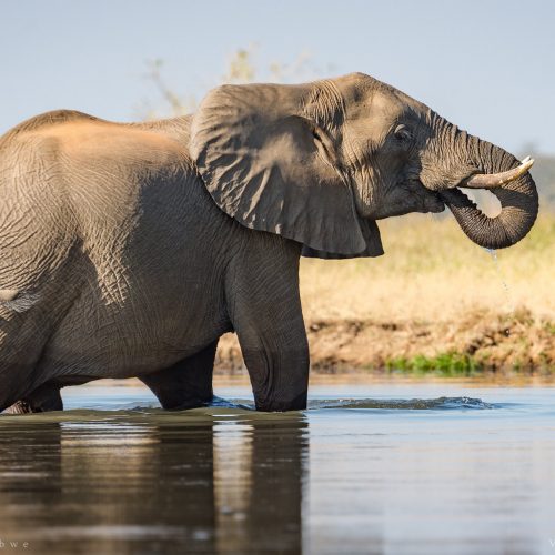 African Elephant drinking water (c) Vince O'Sullivan