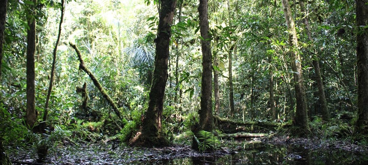 A swamp in the depths of Atewa Forest in Ghana