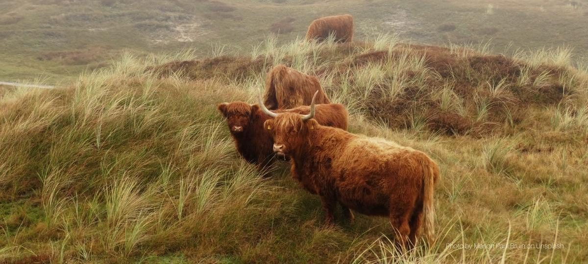 Cow on Texel - Photo by Marlon Paul Bruin on Unsplash