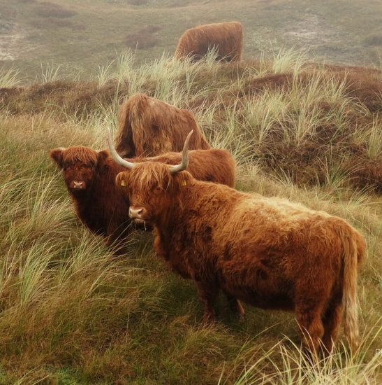 Cow on Texel - Photo by Marlon Paul Bruin on Unsplash