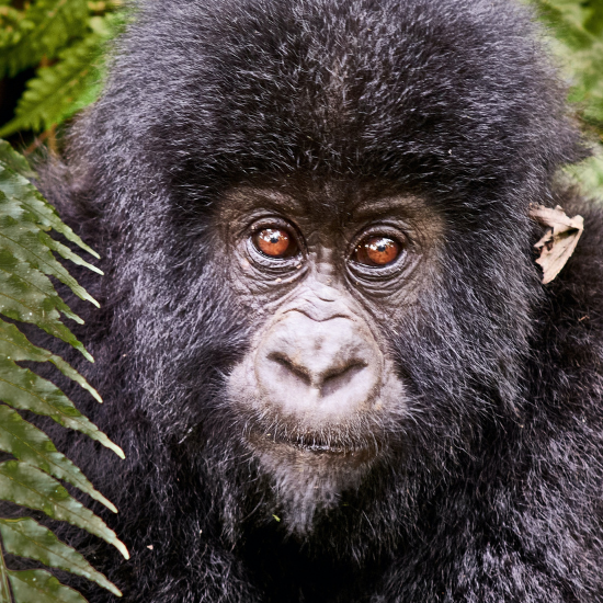 Gorilla in Virunga National Park - Photo by Luc Huyghebaert on Unsplash