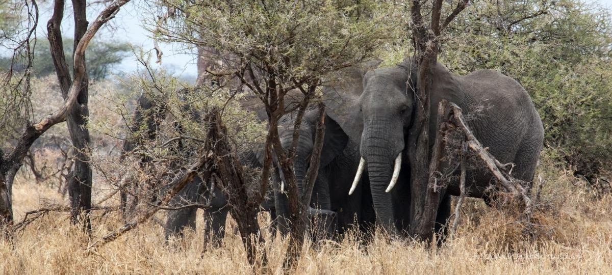 Elephants - Photo by Jeff Lemond on Unsplash