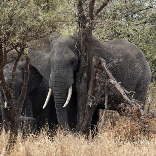 Elephants - Photo by Jeff Lemond on Unsplash