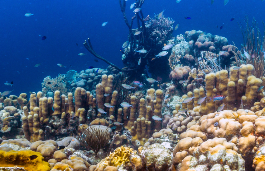 coral reef bonaire
