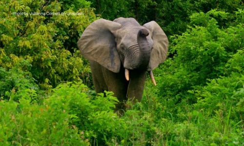 Elephant in Mole National Park, Ghana - Photo by Julianna Corbett on Unsplash