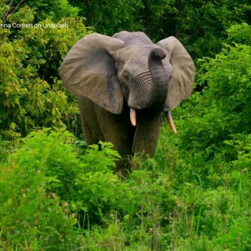 Elephant in Mole National Park, Ghana - Photo by Julianna Corbett on Unsplash