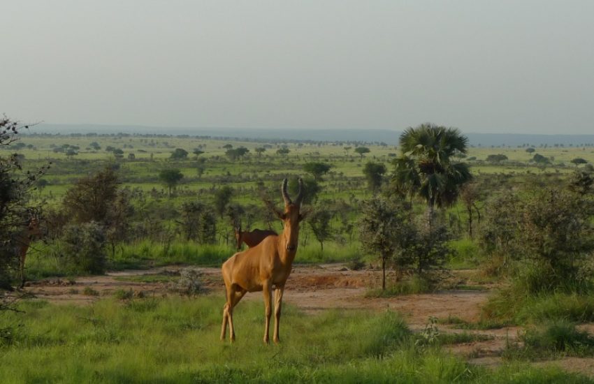 Photo (c) Cas Besselink