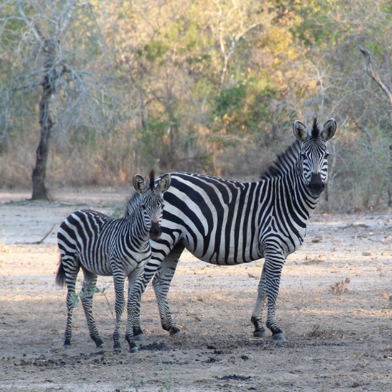 Zebra's - Photo by Bruna A. L. Afonso on Unsplash