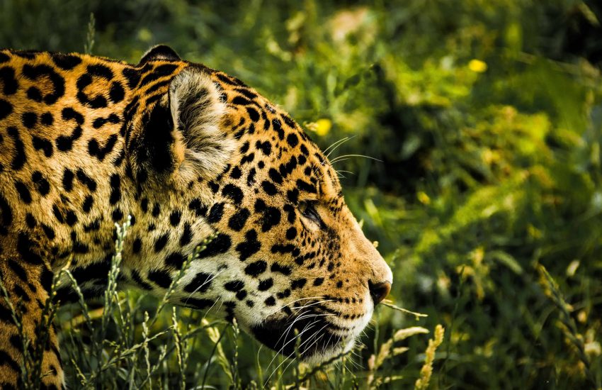 Jaguar hunting in grass (c) pexels