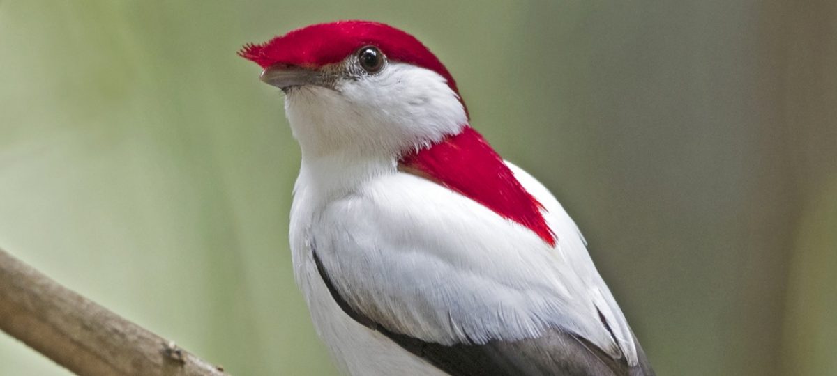 Araripe Manakin