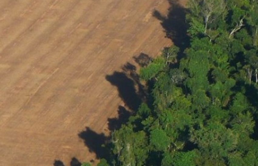 Deforestation for soy production