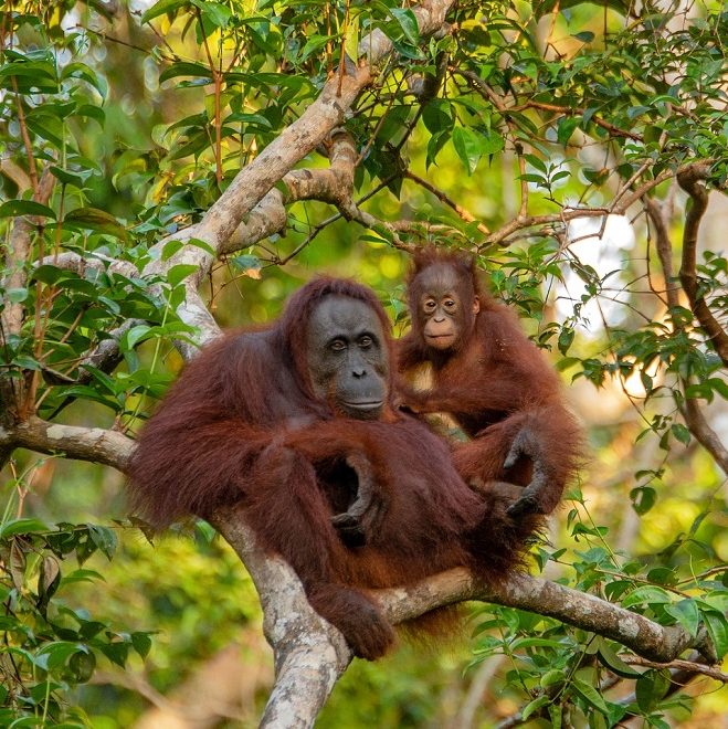 Orang utans