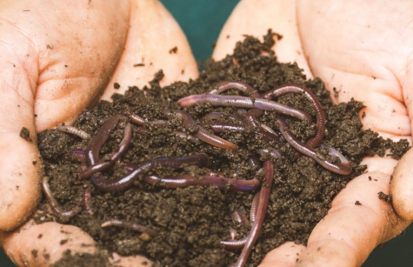 Earth worms (c) Sippakorn Yamkasikorn via Pexels