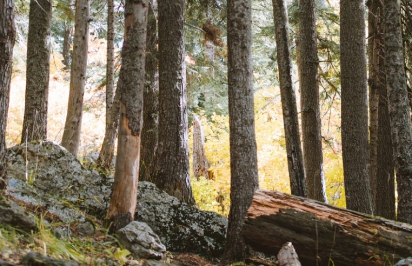 European Forest (c) Yaroslav Shuraev